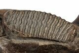 16.5" Wide Woolly Mammoth Mandible with M2 Molars - North Sea - #200812-7